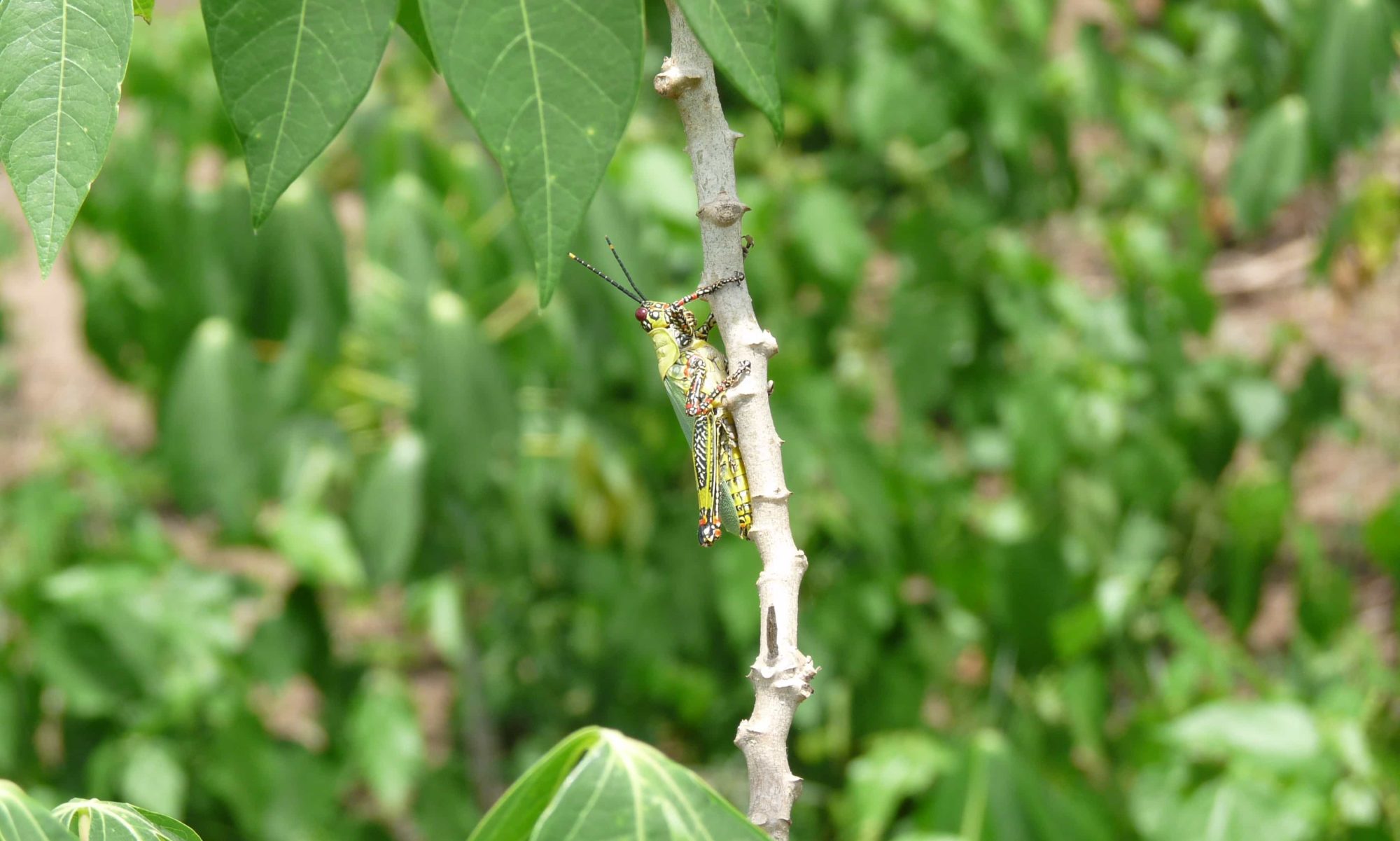 Groupe de presse DIFFÉRENCE